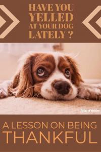 My Dog and a lesson on Thankfulness