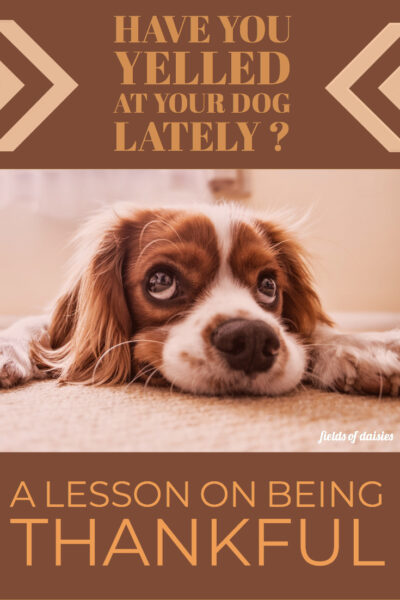 My Dog and a lesson on Thankfulness